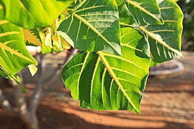 PS+欧美服十月会免游戏公布 《不义联盟2》等